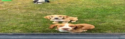 Cocker Spaniel dogs for sale: Cocker Spaniel Puppies -Ready Now - Advert 16