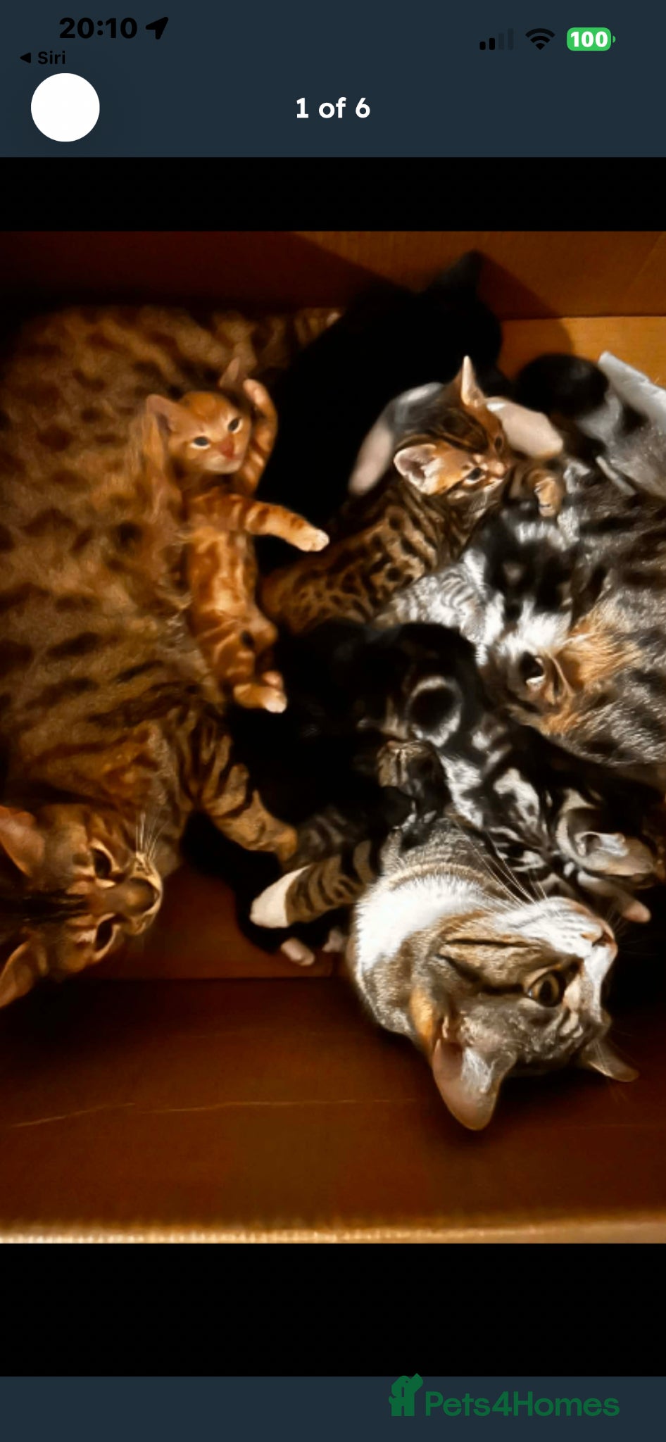 Mixed Breed cats Half Bengal breed kittens - Advert 16