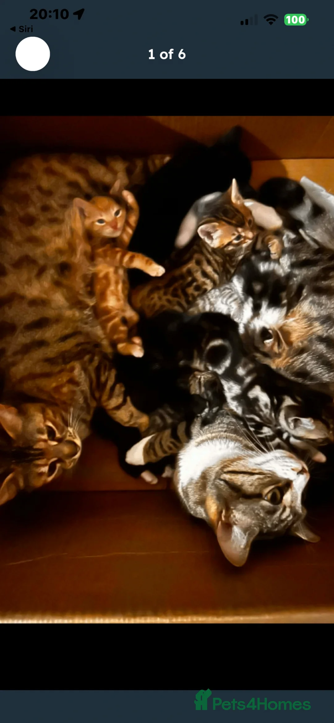 Mixed Breed cats for sale: Half Bengal breed kittens - Advert 1