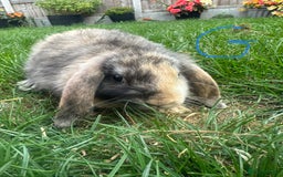 Mini Lop rabbits for sale: Mini Lop Rabbits For Sale  - Image 18