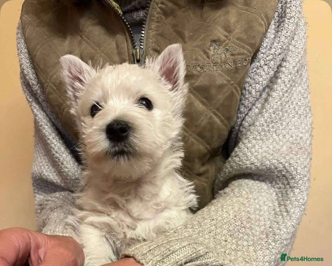 West Highland Terrier dogs for sale: Beautiful West Highland Boy ** READY NOW** - Image 2