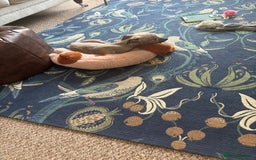 Whippet dogs for sale: Whippet Boy - Image 9