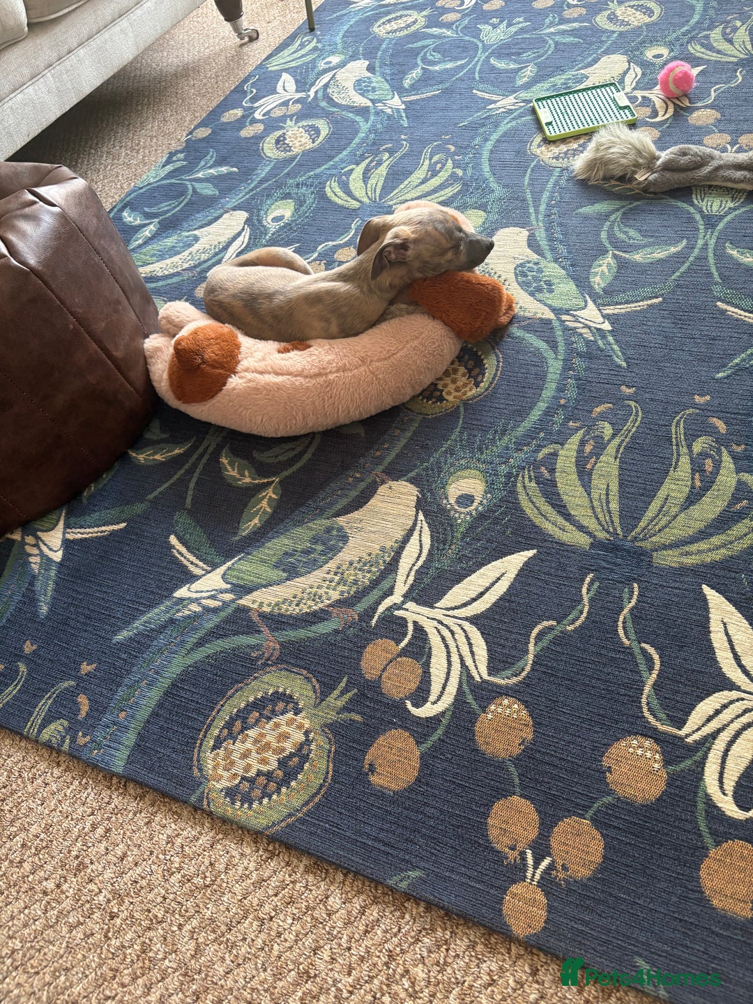 Whippet dogs for sale: Whippet Boy - Image 9
