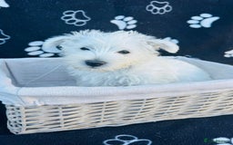 West Highland Terrier dogs for sale: West White Terrier  - Image 6