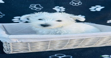 West Highland Terrier dogs - Advert 3