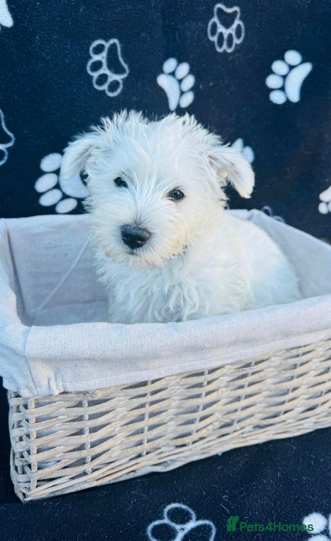 West Highland Terrier dogs for sale: West White Terrier  - Image 6