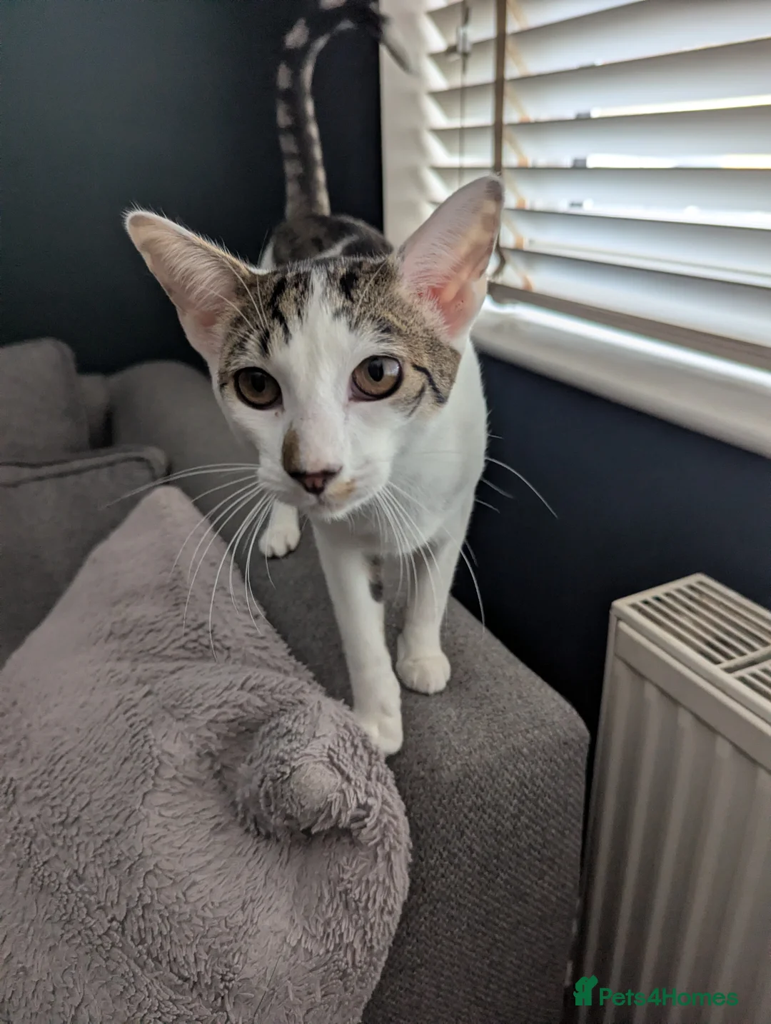 Oriental cats for sale: Lovely oriental boy for rehome in Driffield - Advert 2