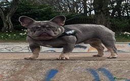 French Bulldog dogs for sale: French bulldog puppies - Image 10