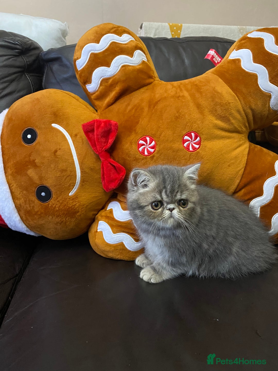 Persian cats for sale: EXCEPTIONAL LITTER PERSIAN EXOTIC KITTENS - Advert 9