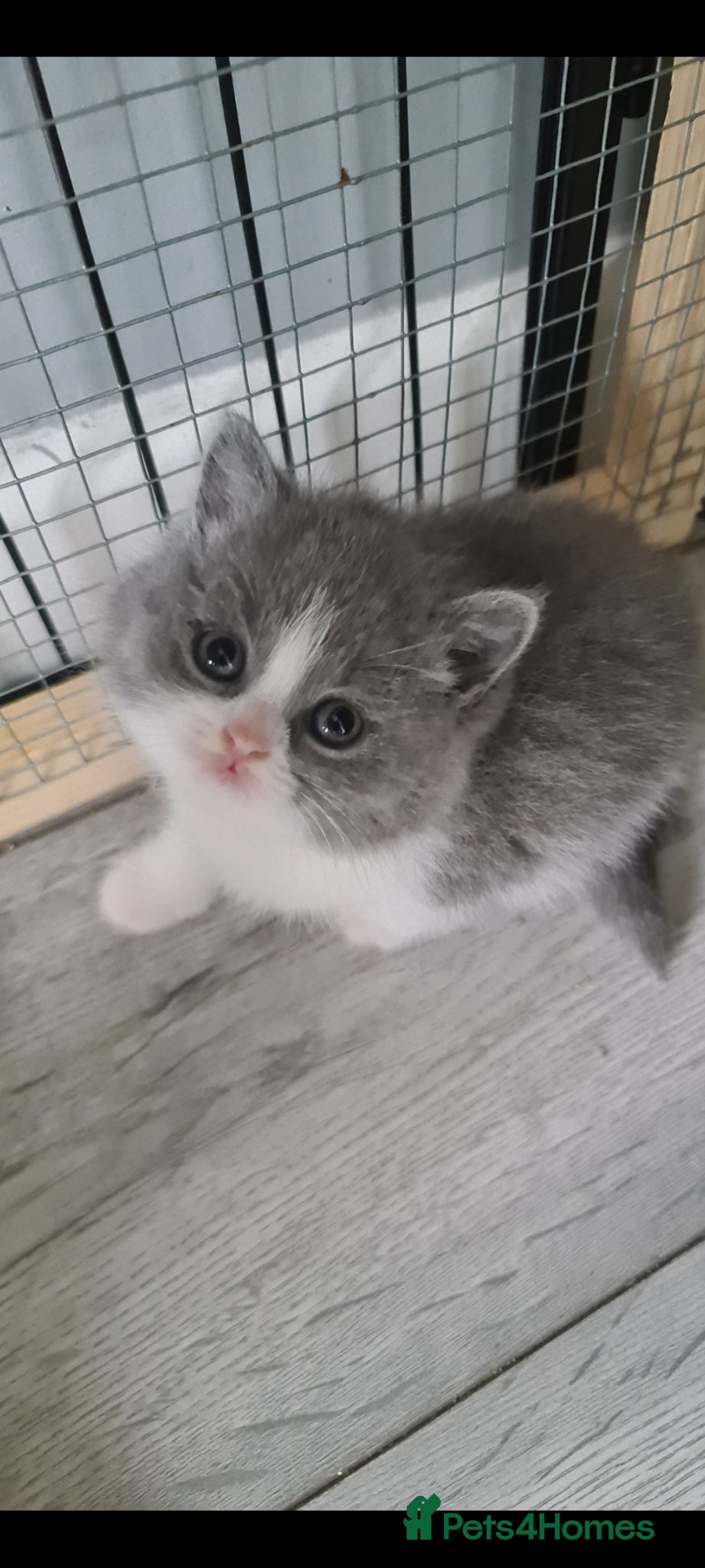 British Shorthair cats British Shorthair kittens  - Advert 1