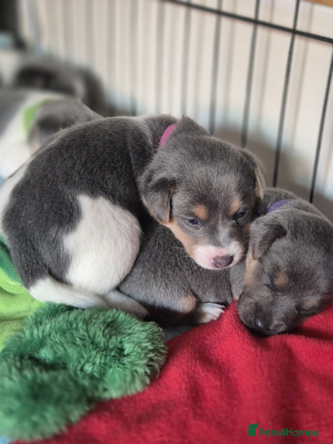 Jack Russell dogs for sale: Beautiful Blue tri miniature jack russells  - Image 4