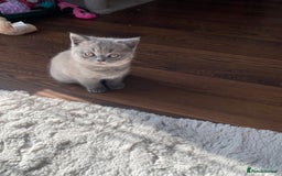 British Shorthair cats for sale: BSH kitten ready to leave 15th October  - Image 4