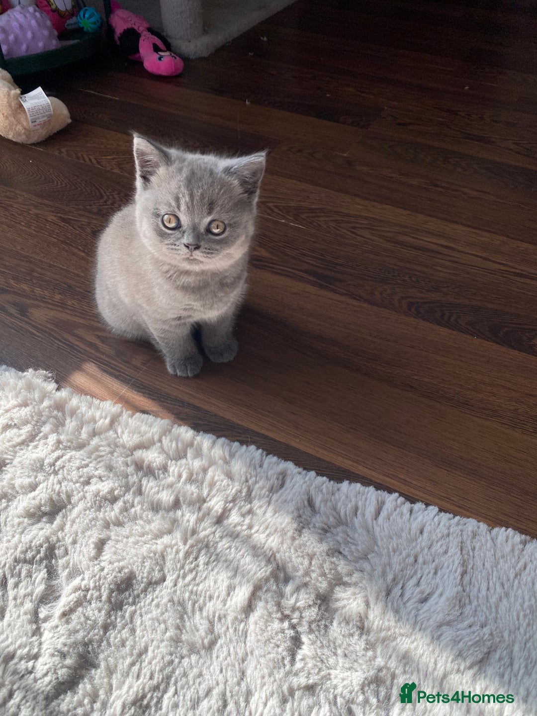 British Shorthair cats for sale: BSH kitten ready to leave 15th October  - Image 4