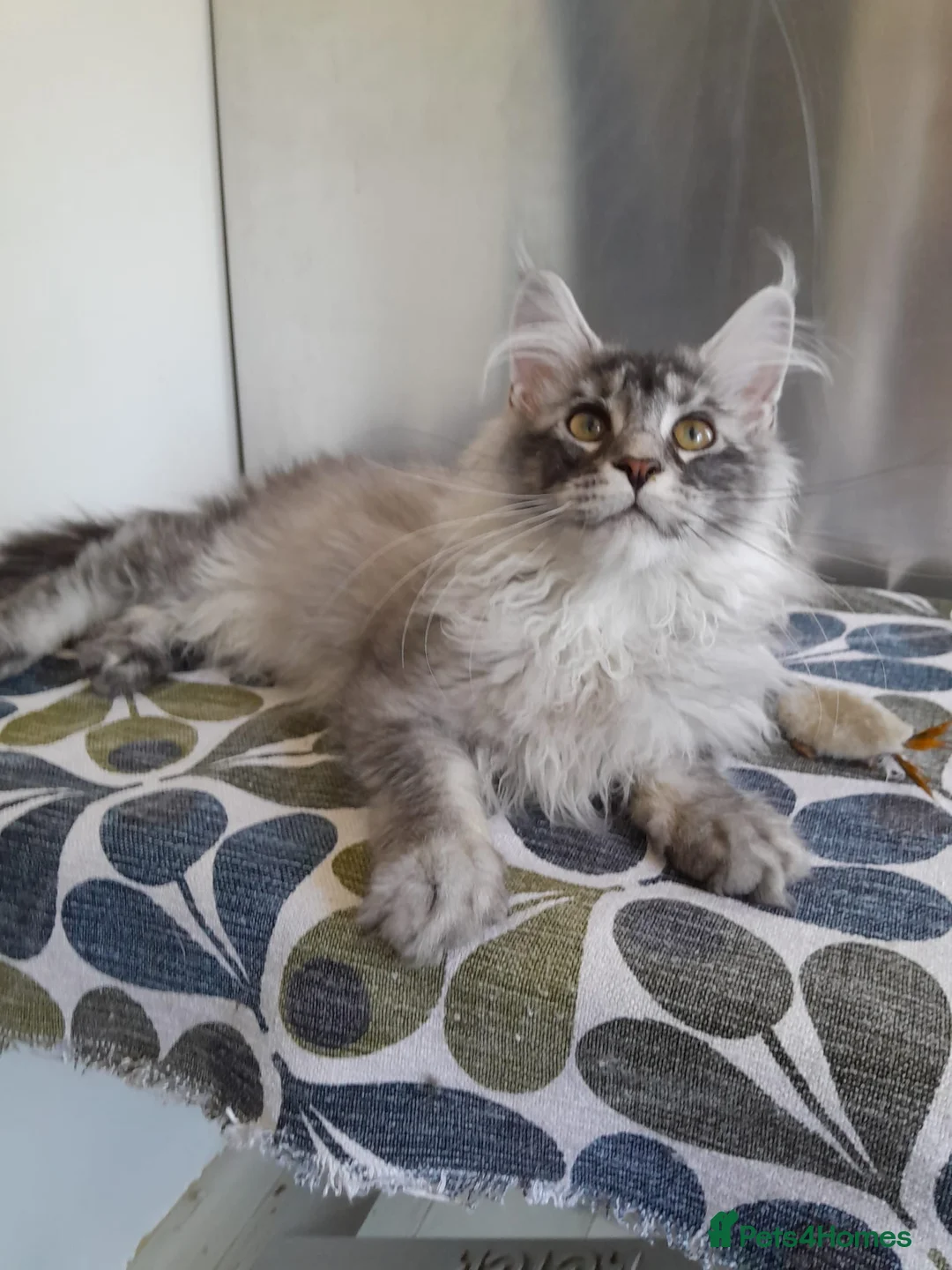 Maine Coon cats for sale: black smoke/polydactyl maine coonTICA kittens - Advert 2