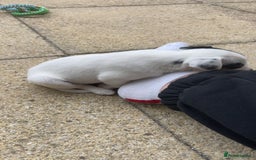 Jack Russell dogs for sale: Ruby  - Image 13