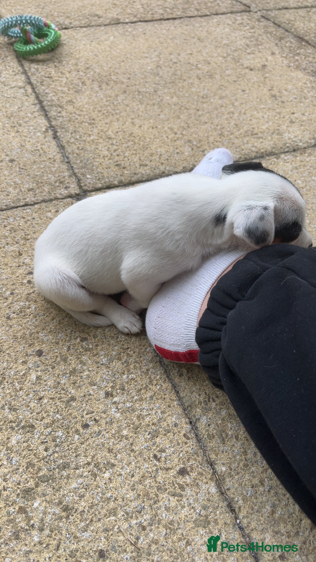 Jack Russell dogs for sale: Ruby  - Image 13