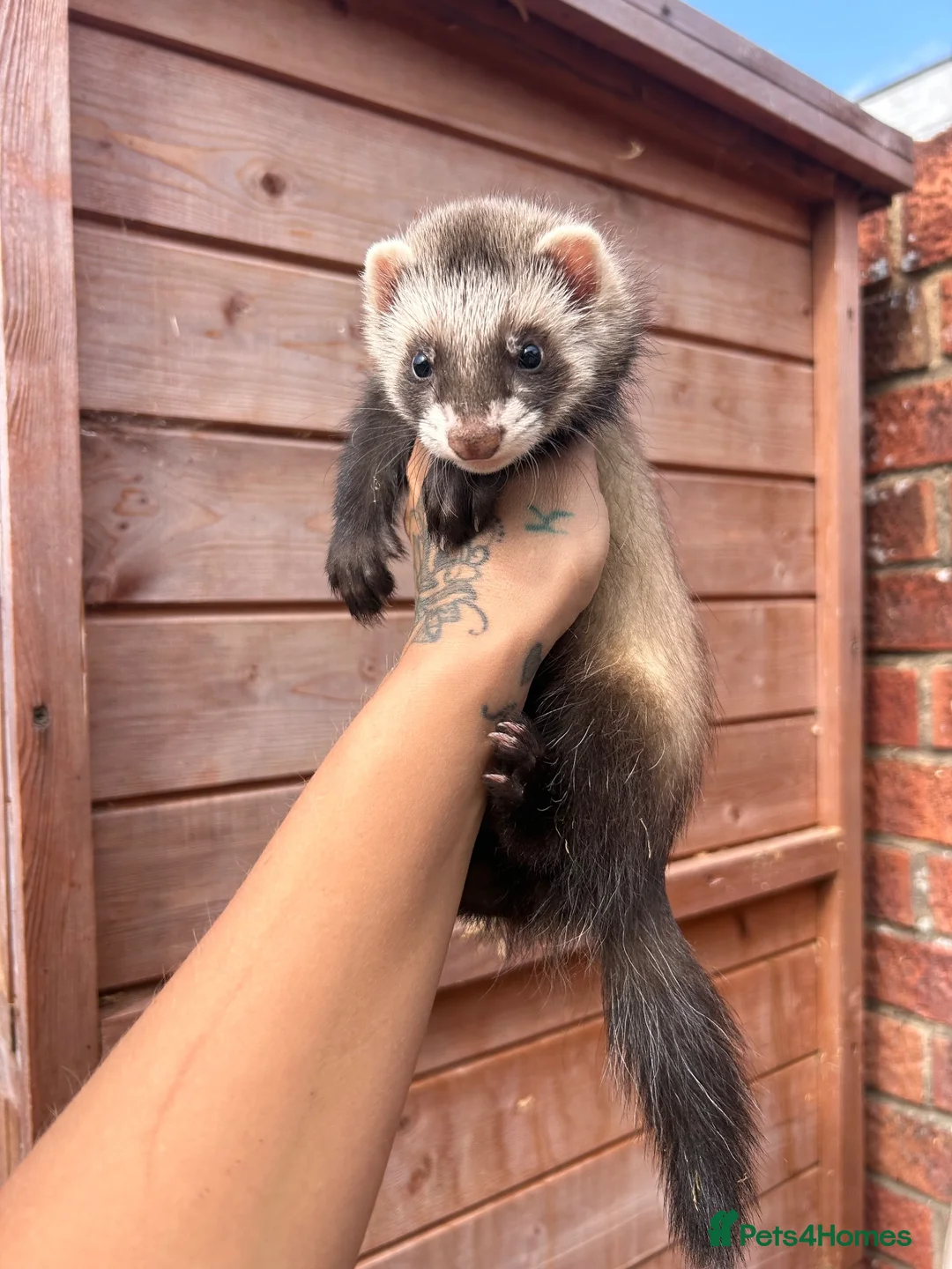 Ferret rodents for sale: Semi angora Hob last one for the season  - Advert 2