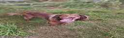 Cocker Spaniel dogs for sale: Lovely three year old cocker spaniel  - Advert 3