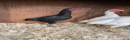 Chickens poultry for sale: Ko shamo hatching eggs available  - Advert 6