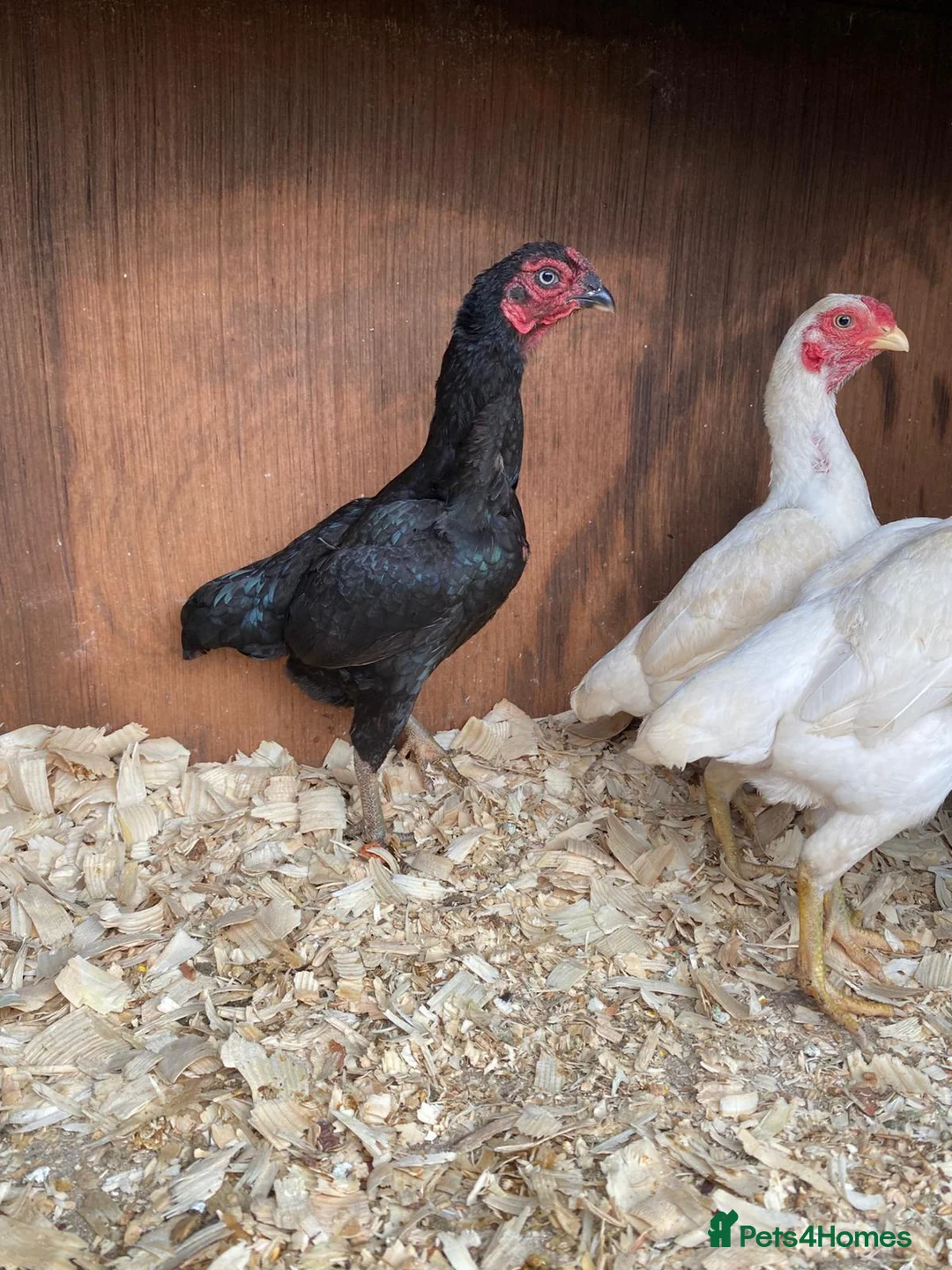Chickens poultry for sale: Ko shamo hatching eggs available  - Advert 6