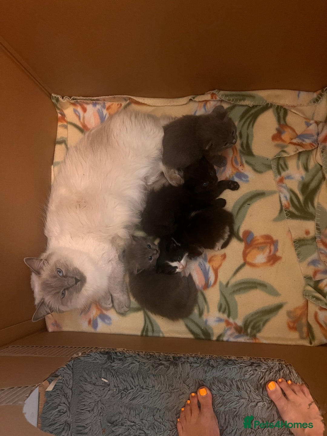 Mixed Breed cats for sale: Long haired ragdoll cross - Image 3