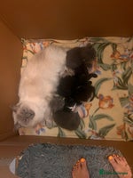 Mixed Breed cats - Advert 10