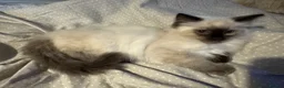 Ragdoll cats for sale: Beautiful Pure Ragdoll kittens vacs/mchipped  - Advert 6