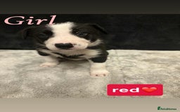 Border Collie dogs for sale: ✨cuddly puppies looking for their forever families - Advert 1