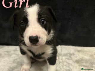Border Collie dogs ✨cuddly puppies looking for their forever families - Advert 3