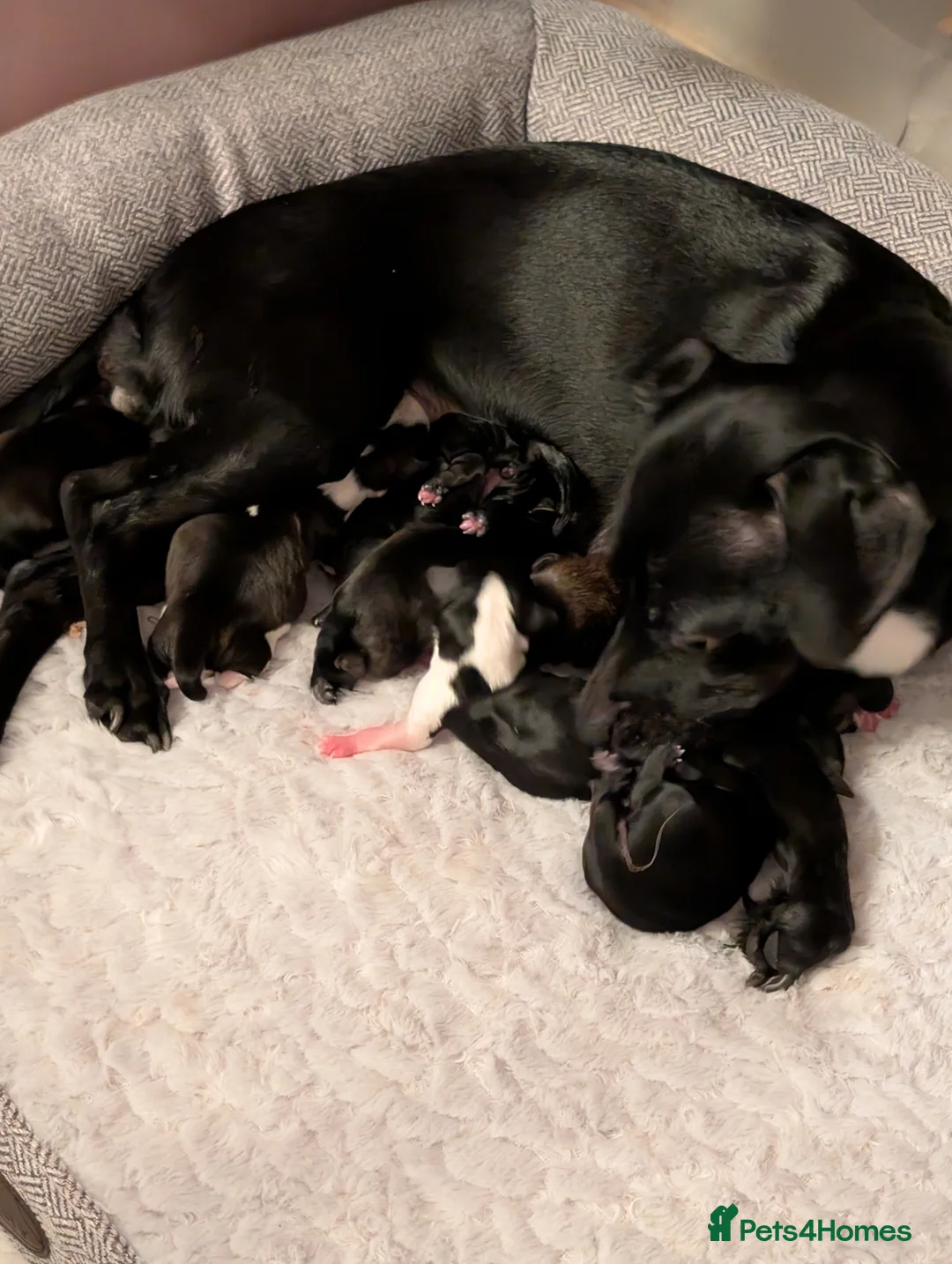 Mixed Breed dogs for sale: Beautiful small mixed breed puppies for sale - Advert 22