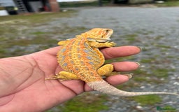 Bearded Dragon reptiles for sale: Hypo yellow blue bar tiger bearded dragons - Image 2