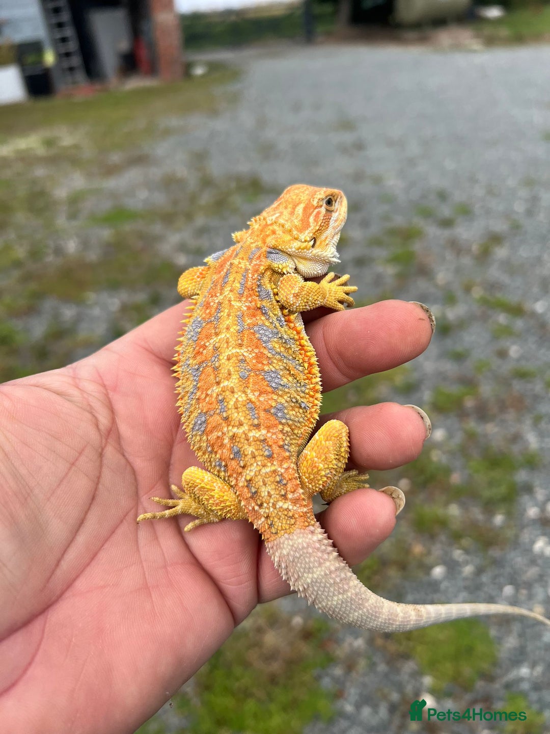 Bearded Dragon reptiles for sale: Hypo yellow blue bar tiger bearded dragons - Image 2