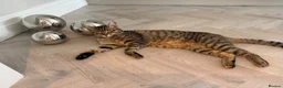 Mixed Breed cats for sale: Handsome Freddie in Camberley - Advert 4
