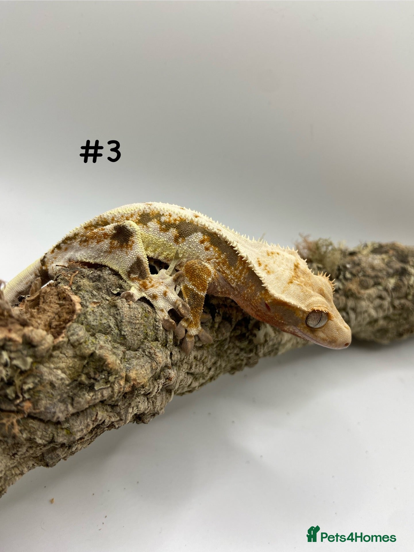 Gecko reptiles NEW Adult + Juvenile Crested Geckos + Lilly Whites - Advert 3