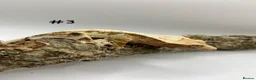 Gecko reptiles for sale: NEW Adult + Juvenile Crested Geckos + Lilly Whites - Advert 1