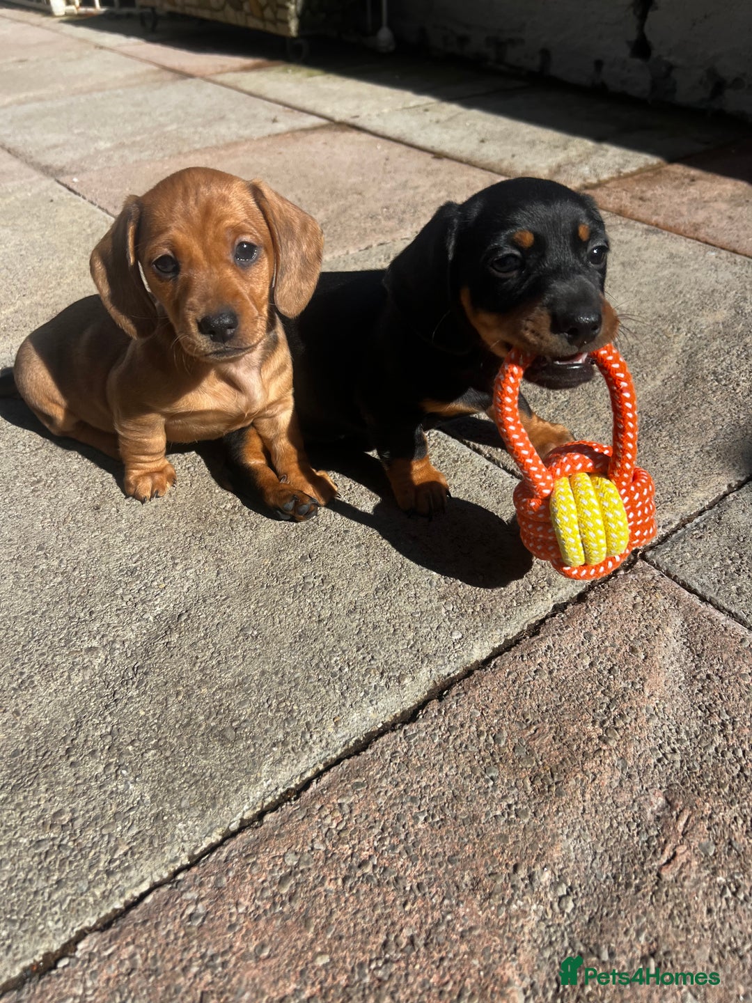 Miniature Dachshund dogs for sale: kc reg miniature smooth Dachshund 1 girl 1 boy - Image 7