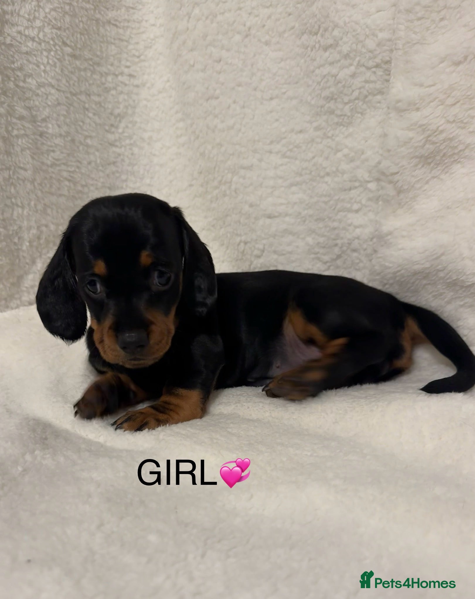 Dachshund dogs  Only one girl left 💕SOLD  - Advert 4