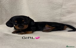 Dachshund dogs for sale: Dachshund puppies are Looking for Homes!  - Image 8