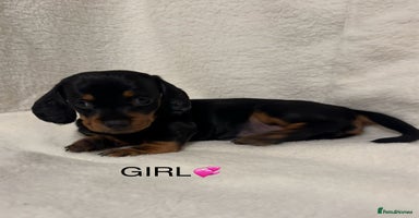 Dachshund dogs - Advert 3