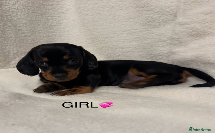 Dachshund dogs - Advert 3