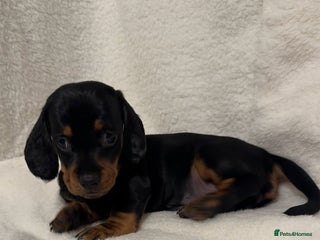 Dachshund dogs - Advert 6