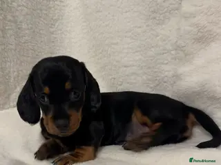 Dachshund dogs Only one girl left 💕SOLD - Advert 16