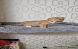 Mixed Breed cats for sale: Gorgeous British Shorthair Kittens for SALE - Advert 17