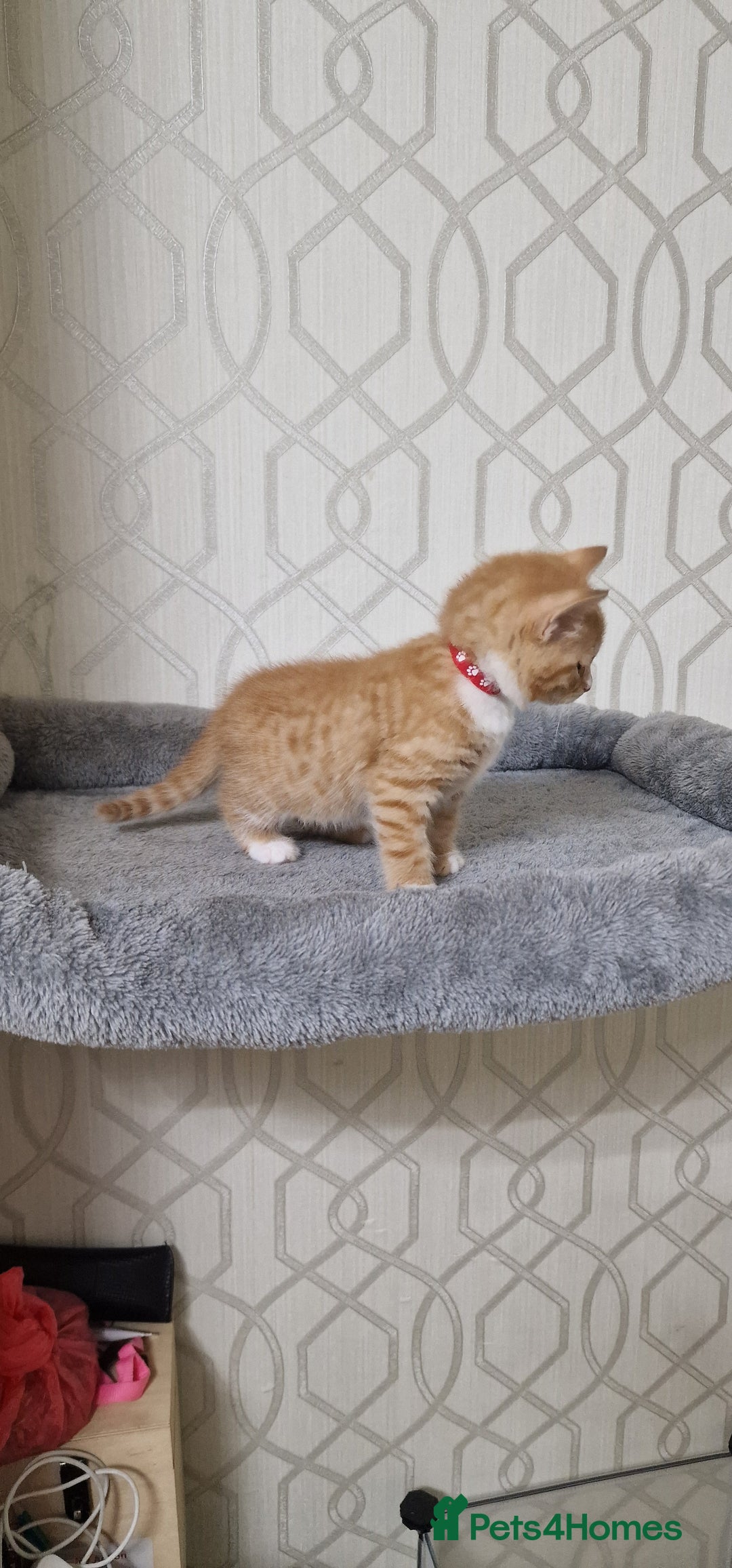 Mixed Breed cats for sale: Gorgeous British Shorthair Kittens for SALE - Advert 17