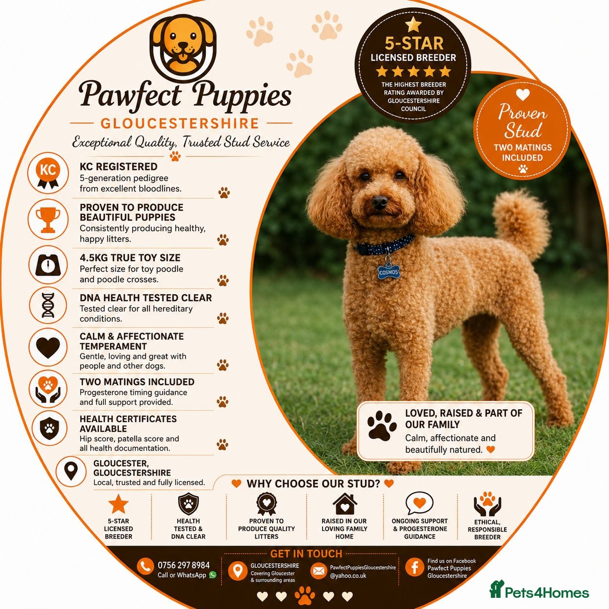 Toy Poodle dogs Stud Top Quality Toy Poodle, Proven KC Registered  - Advert 1