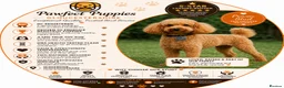 Toy Poodle dogs for stud: Stud Top Quality Toy Poodle, Proven KC Registered  - Advert 1
