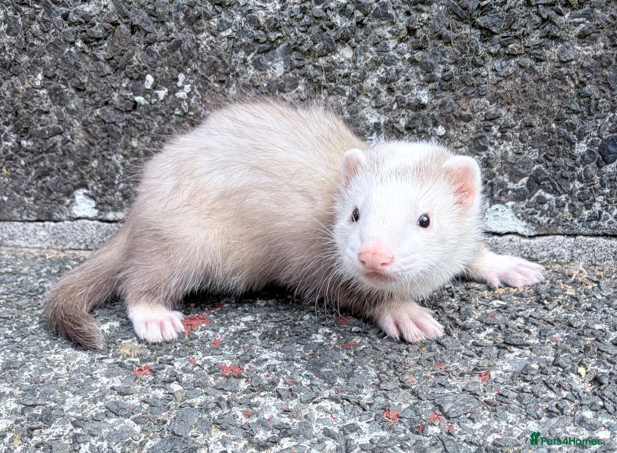 Ferret rodents Part Angora hob - Advert 7