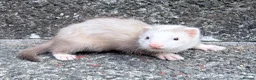 Ferret rodents for sale: Part Angora hob ferret new pic and video added - Advert 3