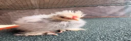 Chickens poultry for sale: USA Bantam Silkie for sale  - Advert 3
