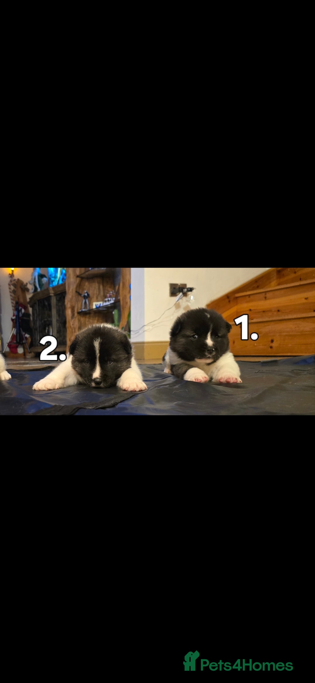 Akita dogs for sale: Gorgeous American Akita Pups for Sale - Advert 20